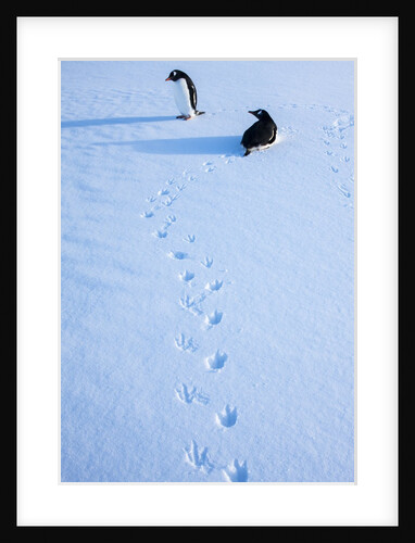 Gentoo penguins on Anvers Island, Antarctica by Anonymous
