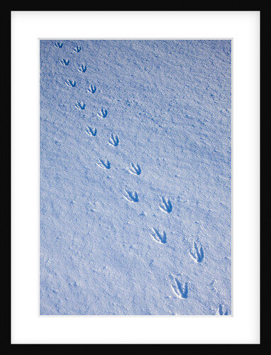 Gentoo penguin footprints on Anvers Island, Antarctica by Anonymous