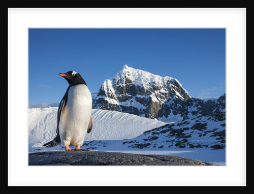 Gentoo penguin on Anvers Island, Antarctica by Anonymous