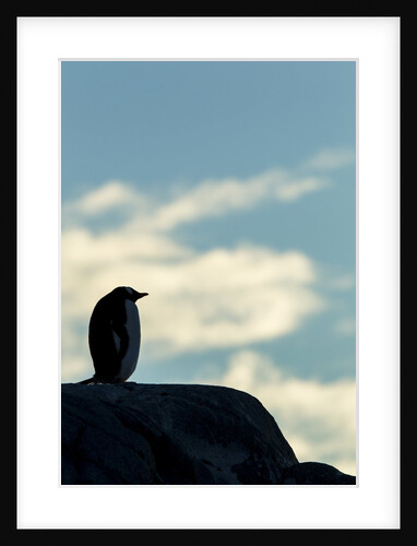 Gentoo penguin on Wiencke Island, Antarctica by Anonymous