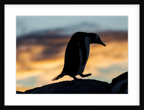 Gentoo penguin on Wiencke Island, Antarctica by Anonymous