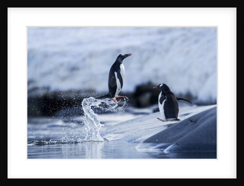 Leaping gentoo penguins on Wiencke Island, Antarctica by Anonymous