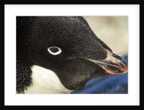 Gentoo penguin on Petermann Island, Antarctica by Anonymous