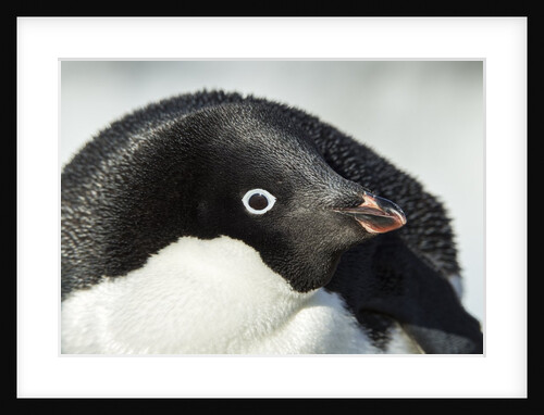 Gentoo penguin on Petermann Island, Antarctica by Anonymous