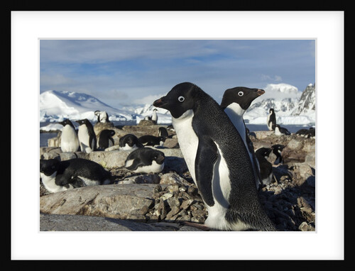 Adelie penguins on Petermann Island, Antarctica by Anonymous