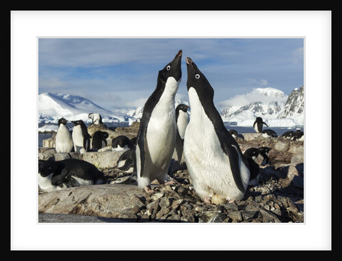 Adelie penguins on Petermann Island, Antarctica by Anonymous