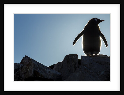 Gentoo penguin on Petermann Island, Antarctica by Anonymous