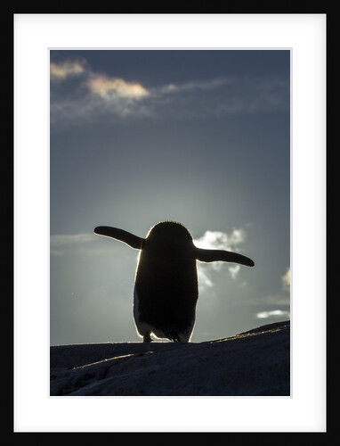 Gentoo penguin on Petermann Island, Antarctica by Anonymous