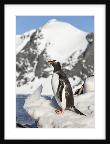 Gentoo penguin on Petermann Island, Antarctica by Anonymous
