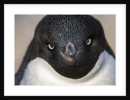 Adelie penguin on Petermann Island, Antarctica by Anonymous