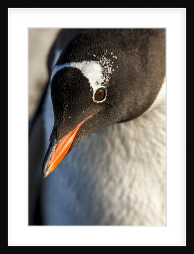 Gentoo penguin on Petermann Island, Antarctica by Anonymous