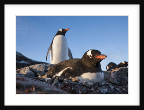 Gentoo penguins on Petermann Island, Antarctica by Anonymous