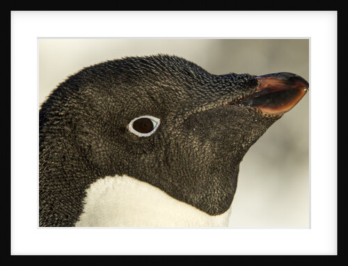 Adelie penguin on Petermann Island, Antarctica by Anonymous