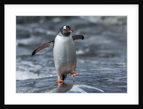 Gentoo penguin on Petermann Island, Antarctica by Anonymous
