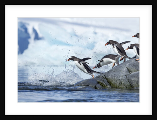 Gentoo penguins on Petermann Island, Antarctica by Anonymous
