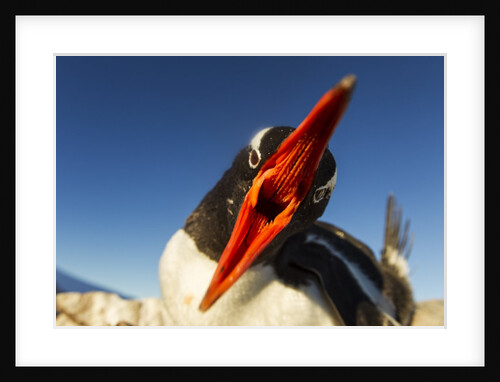 Gentoo penguin on Petermann Island, Antarctica by Anonymous