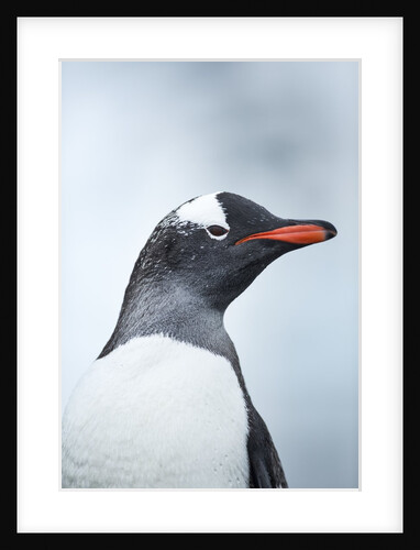 Gentoo penguin on Cuverville Island, Antarctica by Anonymous