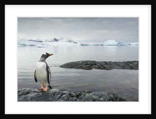 Gentoo penguin on Cuverville Island, Antarctica by Anonymous