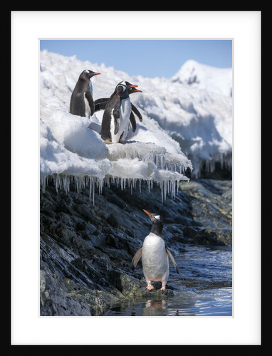 Gentoo penguins on Cuverville Island, Antarctica by Anonymous