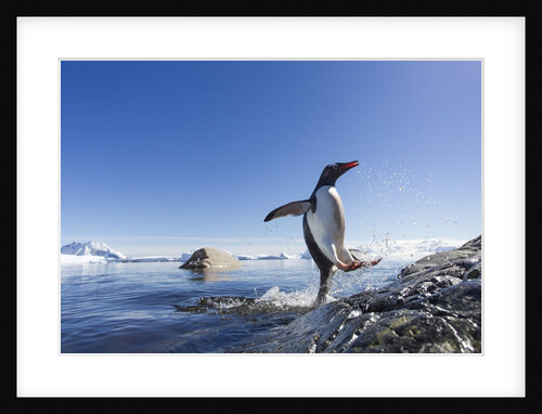 Gentoo penguin on Cuverville Island, Antarctica by Anonymous