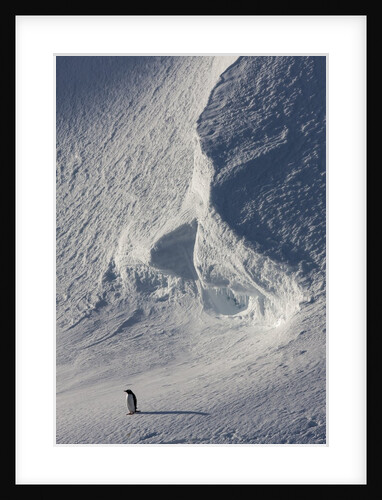 Gentoo penguin on Melchior Island, Antarctica by Anonymous