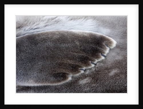 Weddell seal on Deception Island, Antarctica by Anonymous