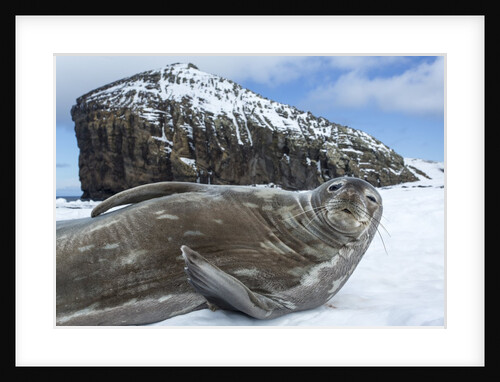 Weddell seal on Deception Island, Antarctica by Anonymous