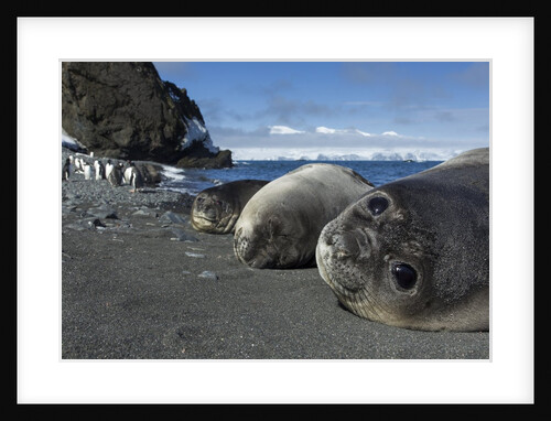 Weddell seals on Livingstone Island, Antarctica by Anonymous