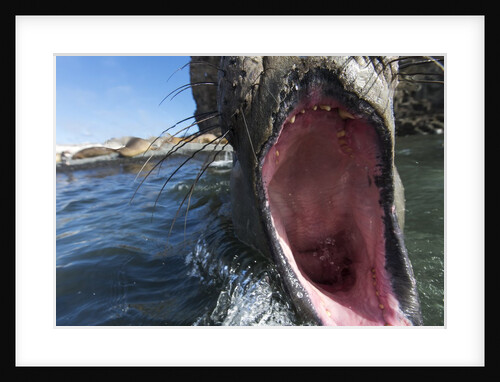 Elephant seal on Livingstone Island, Antarctica by Anonymous