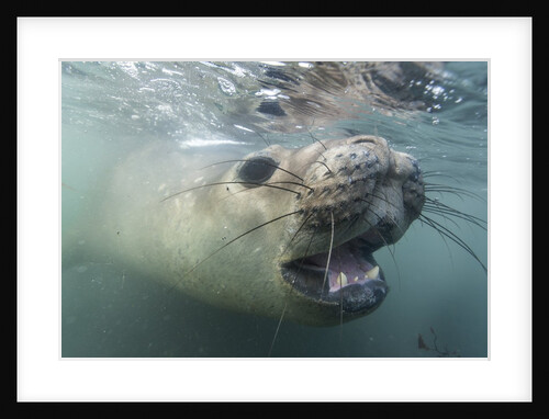 Elephant seal on Livingstone Island, Antarctica by Anonymous