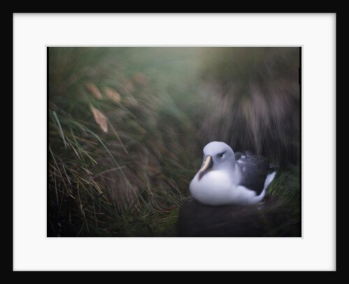 Albatross on Diego Ramirez Islands, Chile by Anonymous
