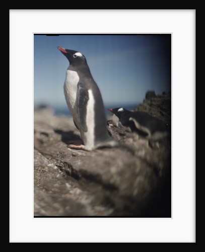 Gentoo Penguins on Deception Island, Antarctica by Anonymous