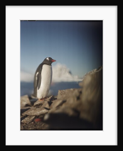 Gentoo penguin on Petermann Island, Antarctica by Anonymous