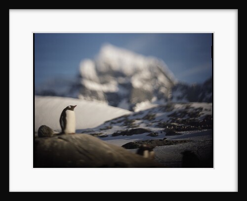 Gentoo penguin on Goudier Island, Antarctica by Anonymous