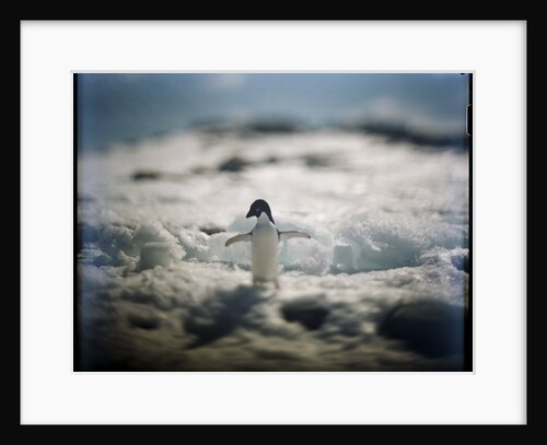Adelie penguin, Antarctica by Anonymous
