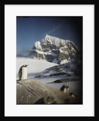 Gentoo penguin on Wiencke Island, Antarctica by Anonymous