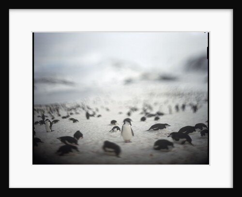 Chinstrap penguins, Antarctica by Anonymous