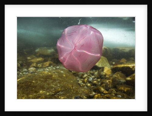 Underwater jellyfish in Cuverville Island, Antarctica by Anonymous
