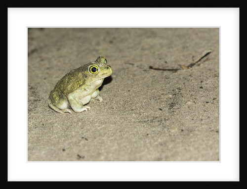 Couch's Spadefoot Toad by Anonymous