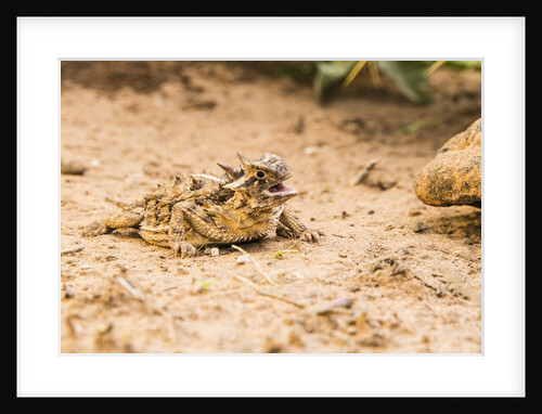 Texas Horned Lizard by Anonymous