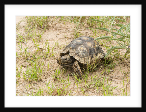 View of Texas tortoise by Anonymous