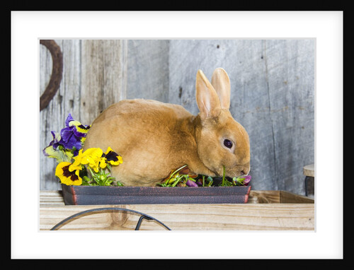 View of rabbit sitting in flower pot by Anonymous