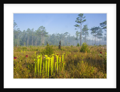 Pitcher Plant Bog and Pine forest by Anonymous
