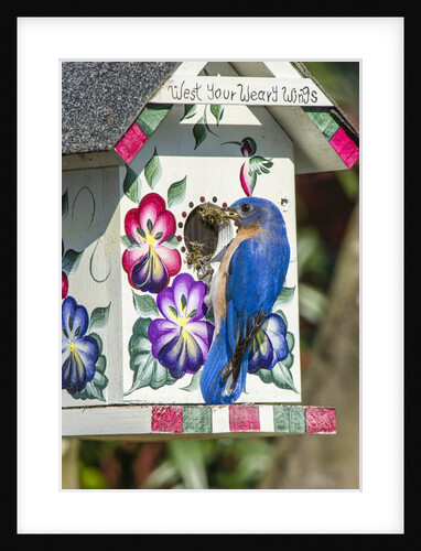 Eastern Bluebird sitting on bird house by Anonymous