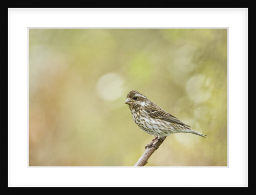 Side view of female Purple Finch perching on branch by Anonymous