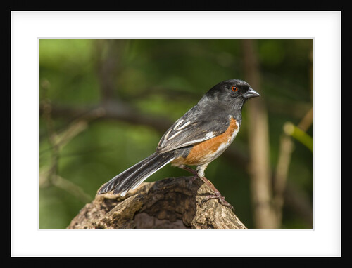 Side view of Rufous Towhee perching on rock by Anonymous