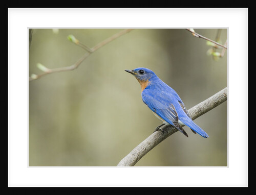 View of Eastern Bluebird perching on branch by Anonymous