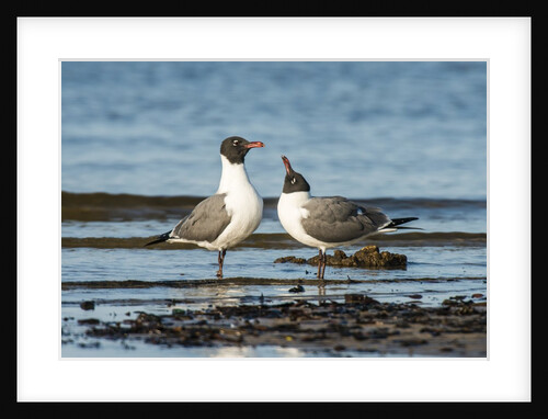 View of Laughing Gull standing in water by Anonymous