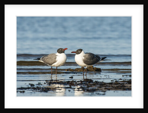 View of Laughing Gull standing in water by Anonymous
