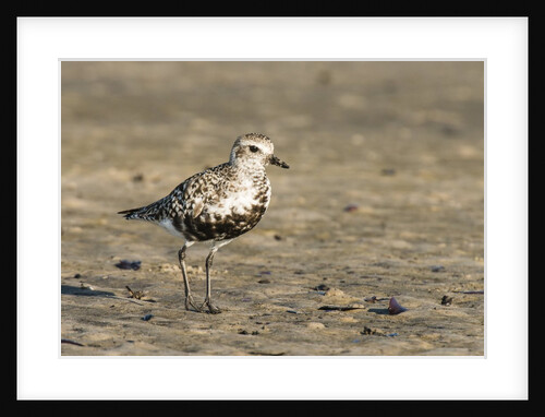 View of Black-bellied Plover by Anonymous